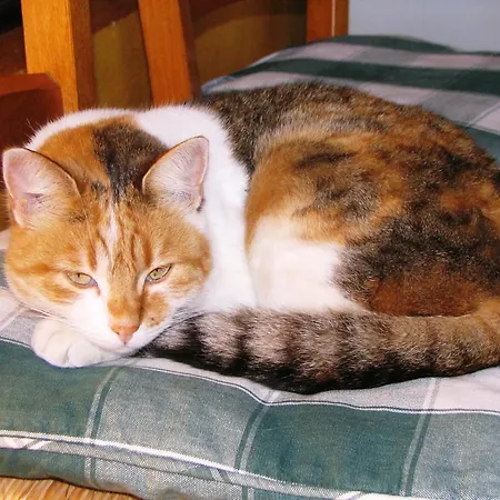 Melizio 3* San Maurizio D'opaglio