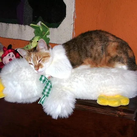 Melizio San Maurizio D'opaglio